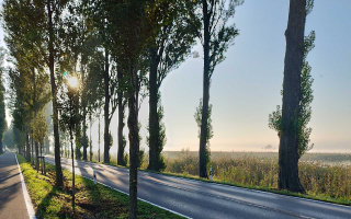 Blick auf die große Allee der von der UNESCO geschützten Klosterinsel Reichenau bei Morgenstimmung mit Nebel. Rechts befindet sich das Wollmatinger Ried und dahinter der Untersee mit Blickrichtung auf das schweizer Bodenseeufer.
